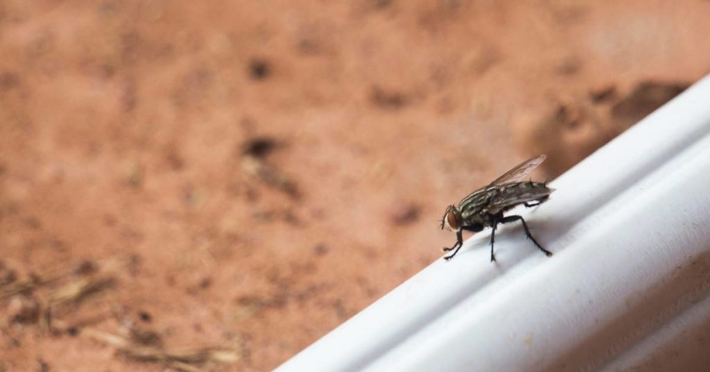 house flies, one of the 3 Pests Attracted to the Exterior Windows of Your Home