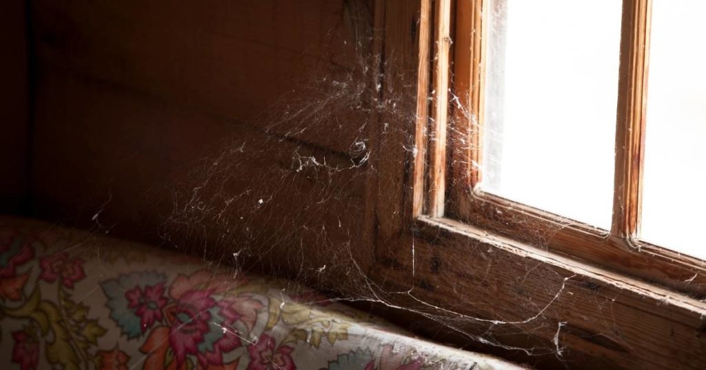 spiders, one of the 3 Pests Attracted to the Exterior Windows of Your Home